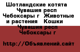 Шотландские котята - Чувашия респ., Чебоксары г. Животные и растения » Кошки   . Чувашия респ.,Чебоксары г.